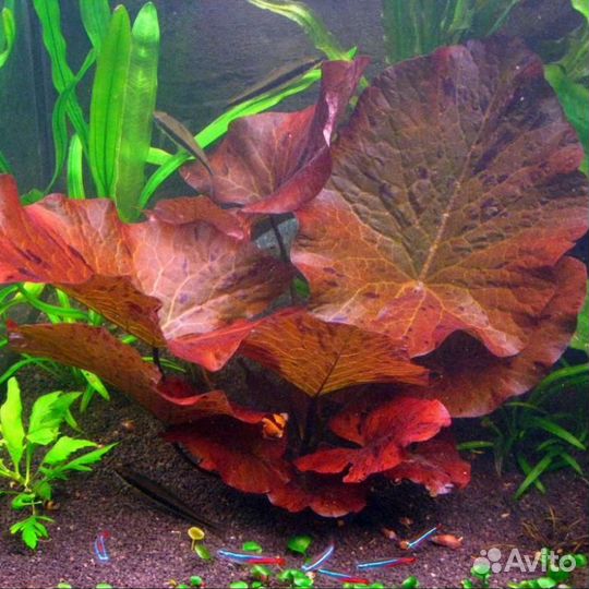 Аквариумные растения