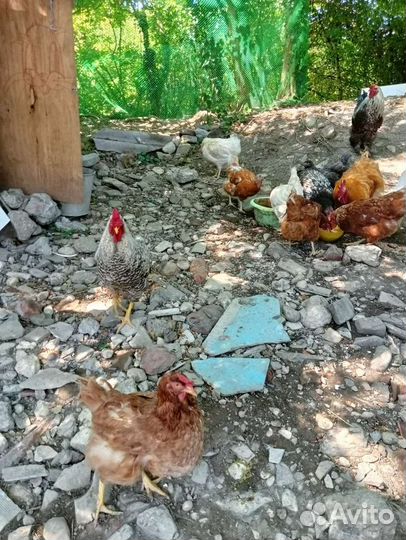 Куры несушки продам