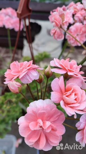 Пеларгония Cara Rosa