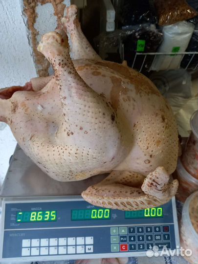 Курица домашняя. Яйцо