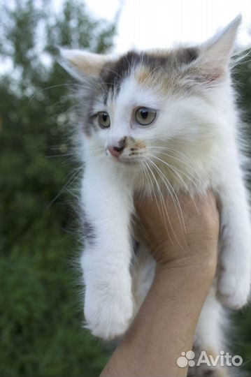 Котенок, девочка