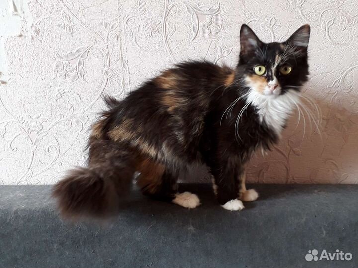 Красавицы кошки