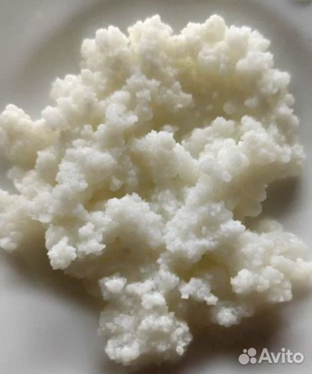 Кефирный грибок