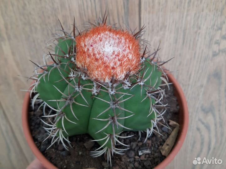 Кактусы редкие цветущие гимнокалициум