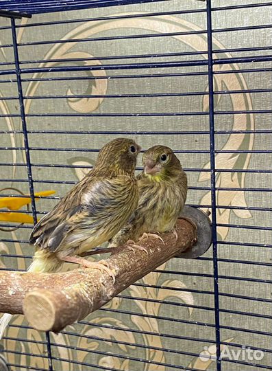 Кенарь молодой