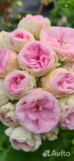 Герань пеларгония юв Дайнерис