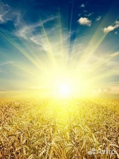 Sun раритет