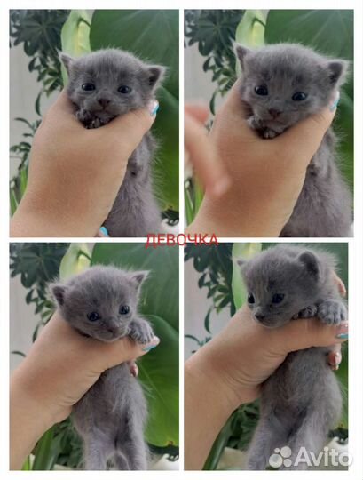 Кошка в дар бесплатно