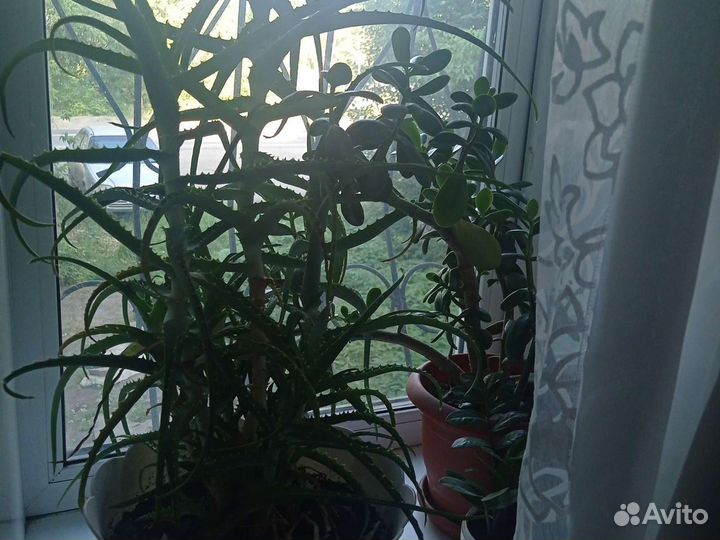 Алоэ лечебный