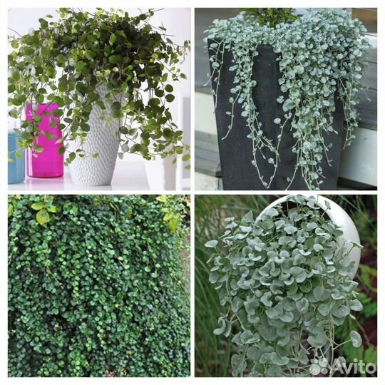 Дихндра серебристая,Мюленбекия и др