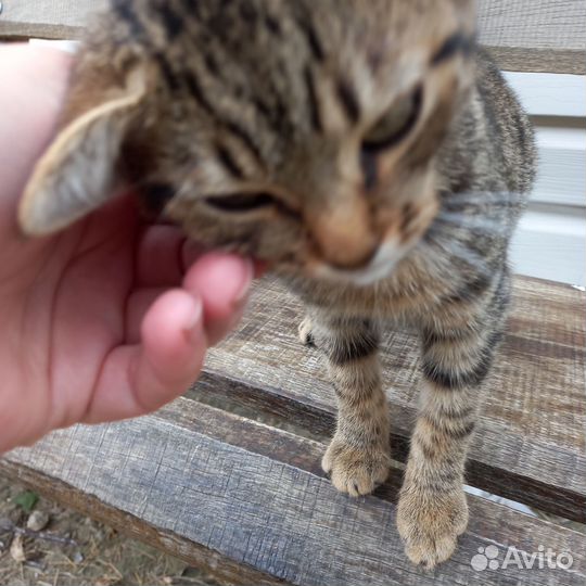 Котик бесплатно