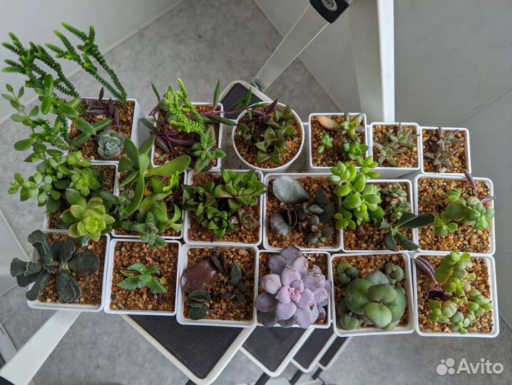 Суккуленты