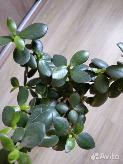 Толстянка Денежное дерево