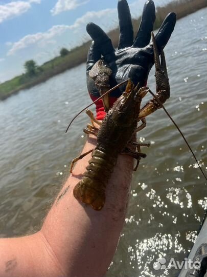 Живые раки в розницу и оптом