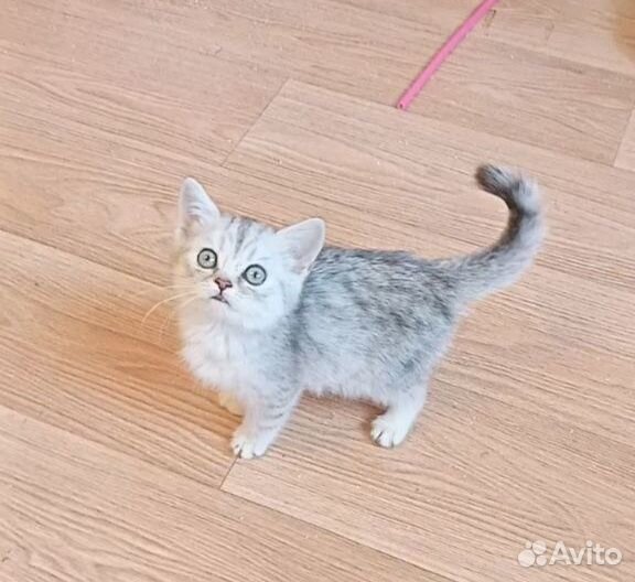Британский Котенок