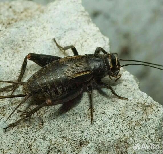 Насекомые, Сверчки, для птиц, агам эублефаров и тд