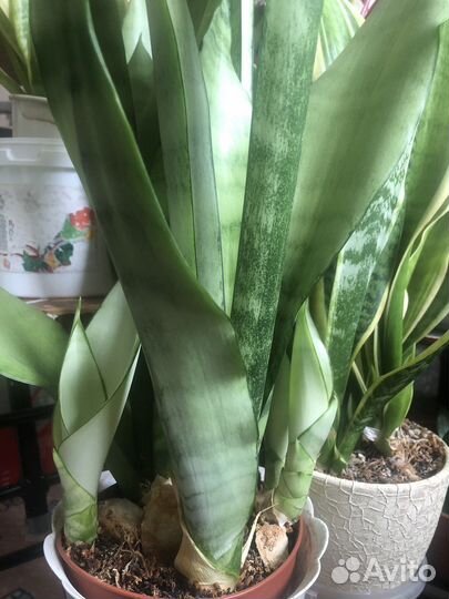 Сансевиерия Лунный Свет редкий суккулент