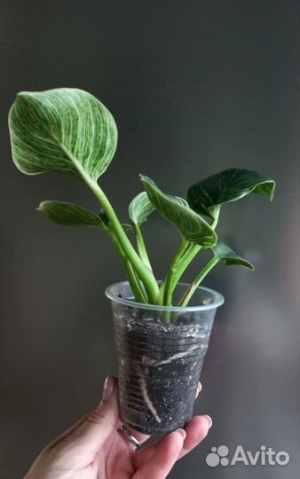 Филодендрон биркин