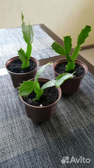 Декабрист красный