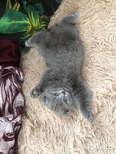 Шотландская