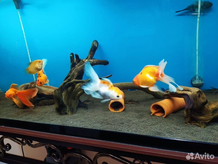 Аквариум с рыбками
