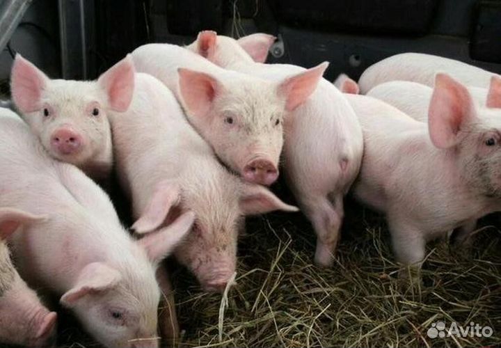 Поросята ландрас