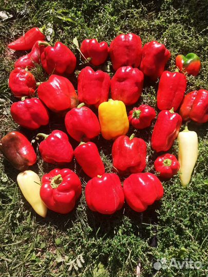 Рассада перца