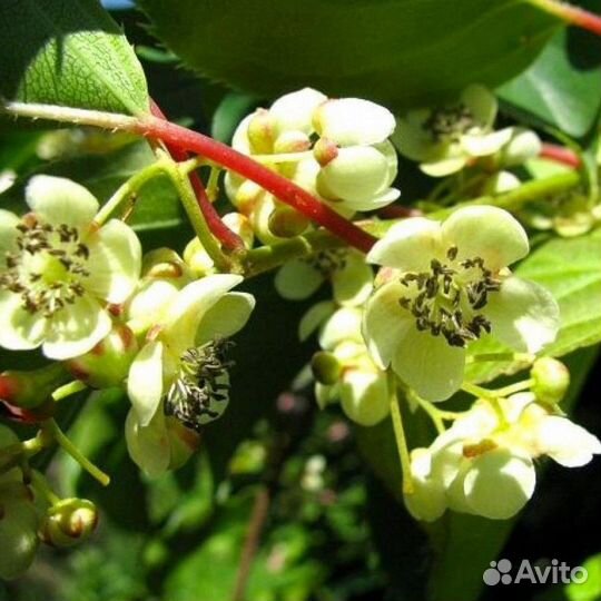 Актинидия аргута Вейки мужской (Actinidia arguta W