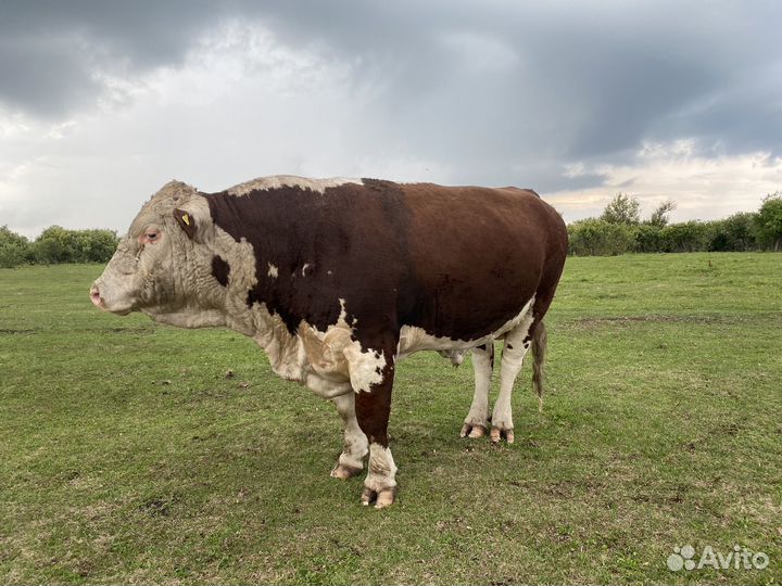 Быки герефорды