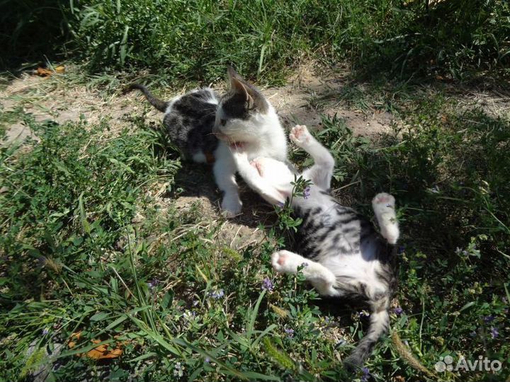 Выброшенные на мемориал в Вилино котята