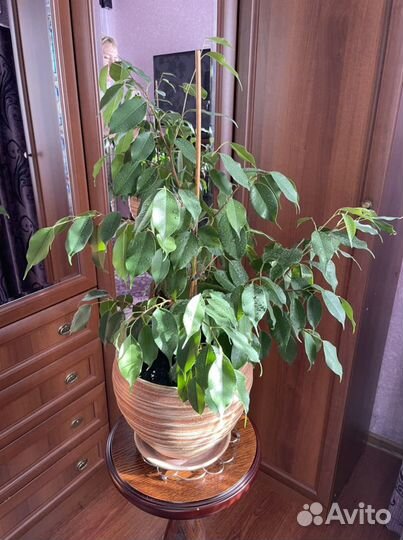 Фикус Бенджамина Регидан