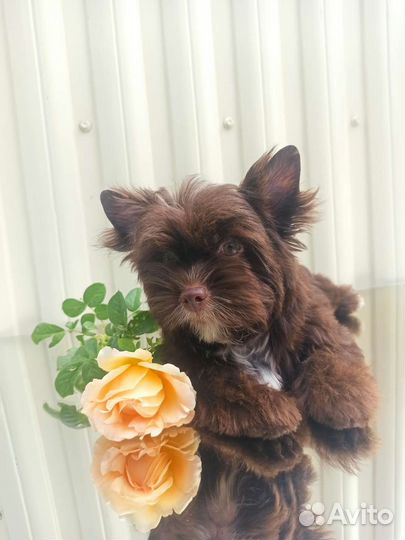 Йоркширский терьер шоколадный