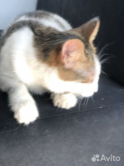 Кошка из приюта ищет дом