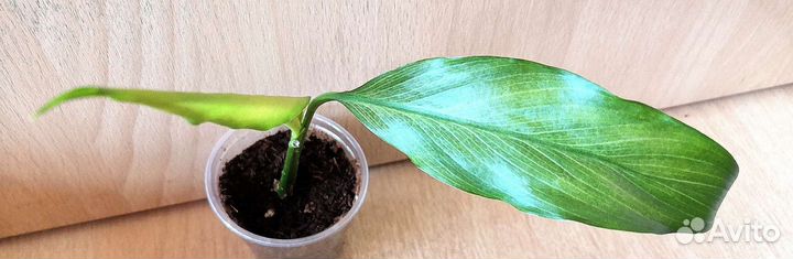 Спатифиллум Сплит милк