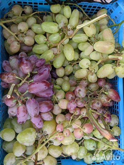 Саженцы винограда