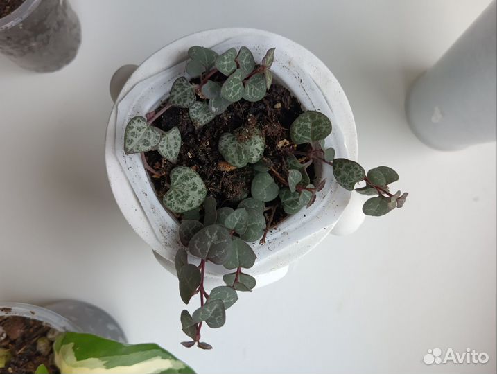 Хойя карноза, Церопегия Вуда, Алоказия Бамбино