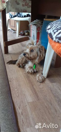 Вязка собак