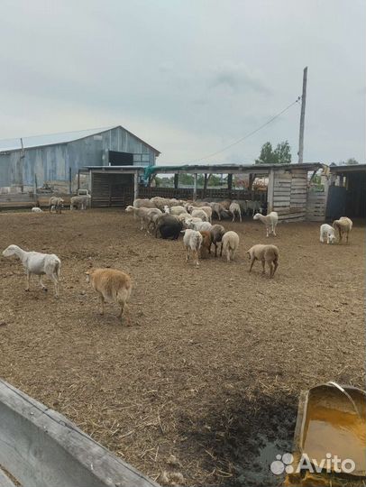 Продам стадо овец