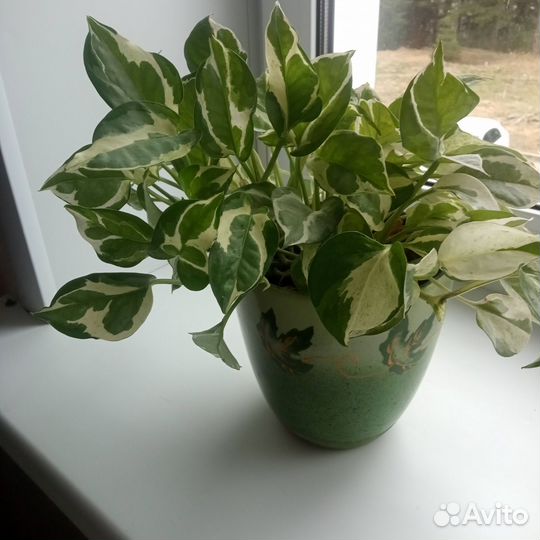 Цветы домашние