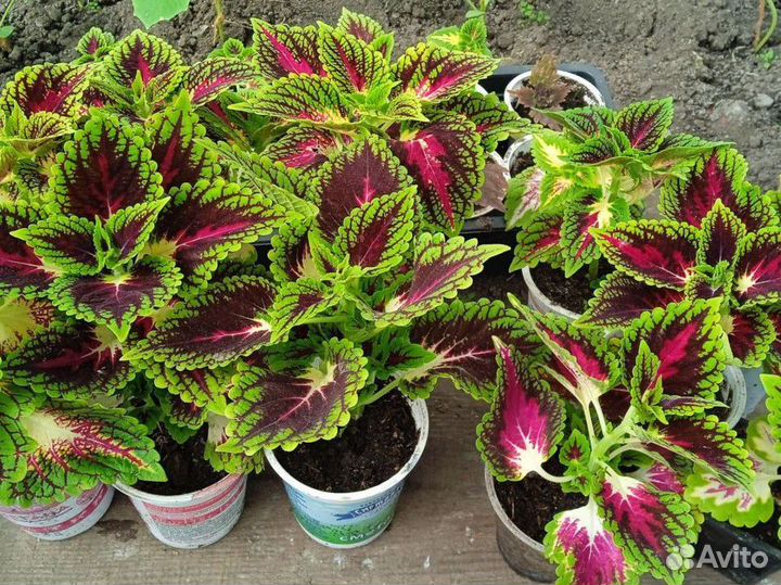 Комнатные растения