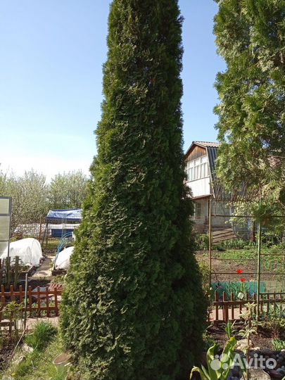 Гортензия и др растения