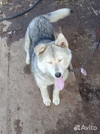 Лайка помесь