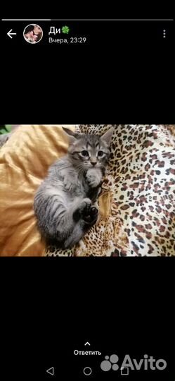 Котята сфинкс браш