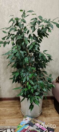 Фикус бенджамина