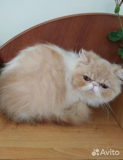 Персидская кошечка