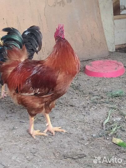 Петухи породы доминант