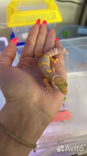 Гикон эублефар