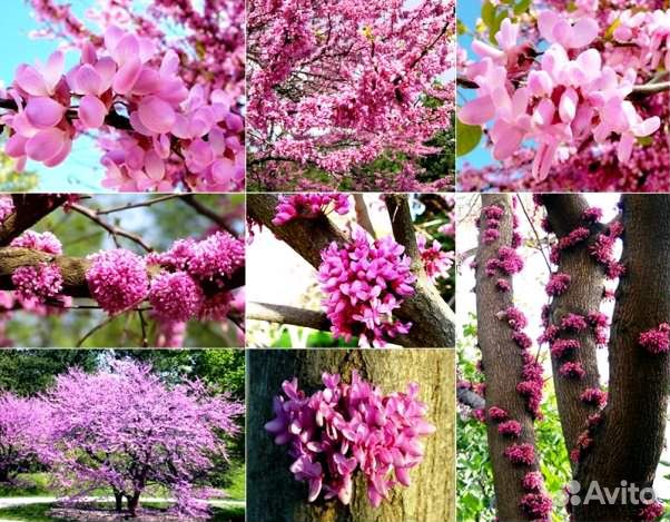 Церцис семена