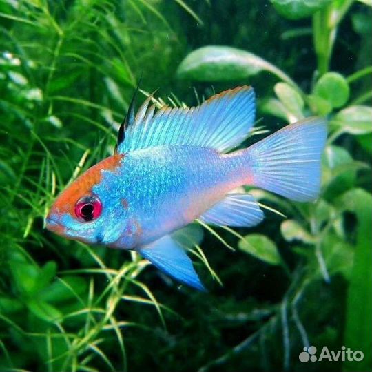 Рамирези Блю электрик