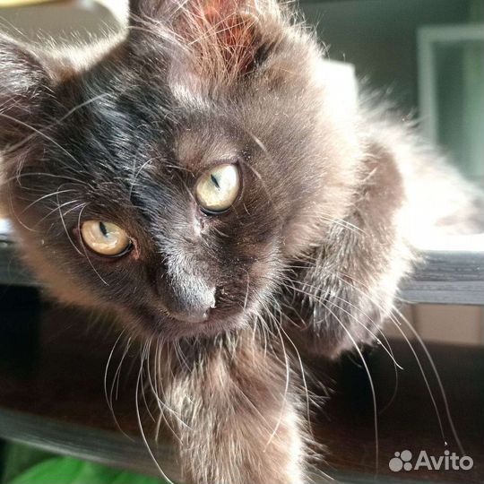 Метис котенок